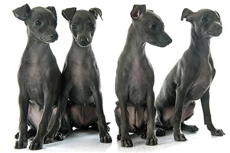 Italian Greyhound Colors: An Overview With The Cutest Photos | atelier ...