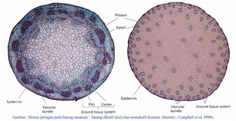 biojojo: Perbedaan Ciri Morfologi Dan Anatomi Tanaman Monokotil Dengan ...