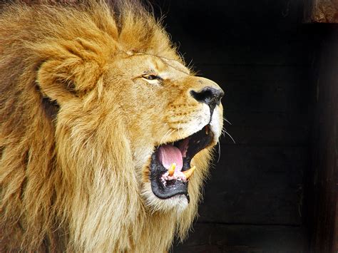 File:Roaring Lion Travis Jervey.jpg - Wikipedia