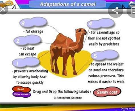 camel adaptation diagramhelp me our I will mark u as a brainliset ...