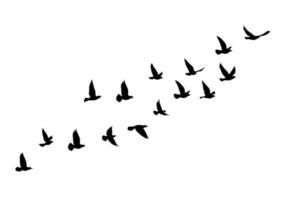 Flying Bird Silhouettes Simple