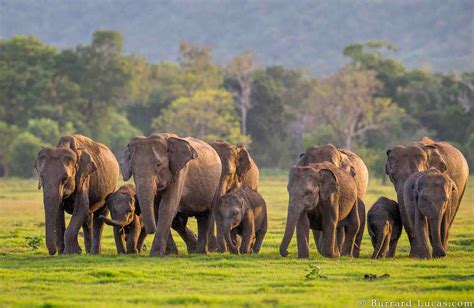 Minneriya National Park in Sri Lanka | The Visit Lanka Tours