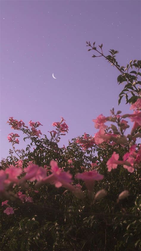 Flower under night sky, aesthetic starry sky HD phone wallpaper | Pxfuel