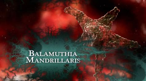 Balamuthia mandrillaris | Monsters inside me Wiki | Fandom