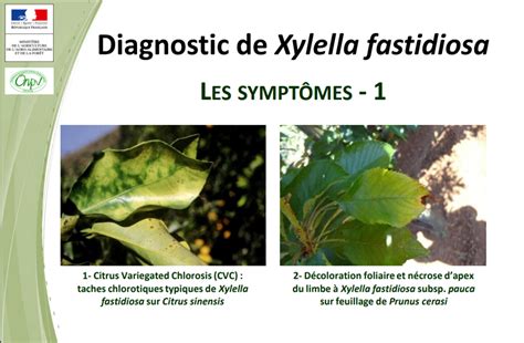 Symptoms of Xylella fastidiosa diseases worldwide - POnTE Project