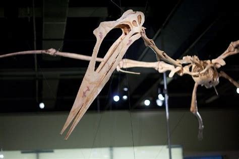 Quetzalcoatlus Northropi | Prehistoric animals, Fossil, Leg bones