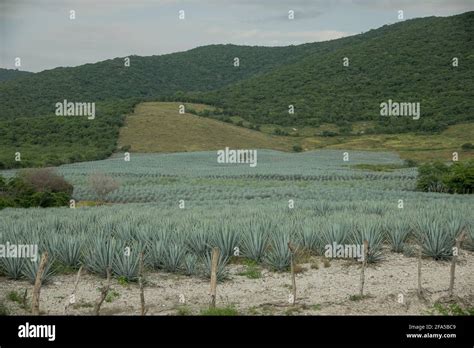 Agave field surrounded by hills covered in greenery under a cloudy sky ...