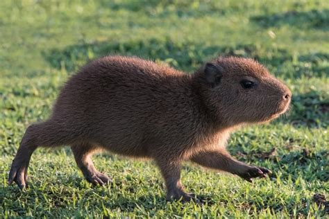 So were all just gonna ignore that baby capybaras exist?? | Baby ...