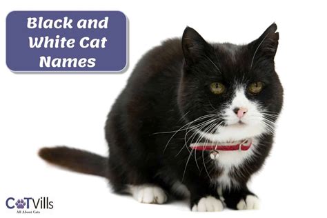 62 Creative Black and White Cat Names For Monochrome Kitty