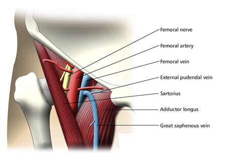 Medical Mnemonics: Femoral Triangle Contents Arrangement Mnemonic