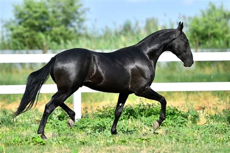 Akhal-Teke Horse Traits: Unveiling Personality & Temperament ...