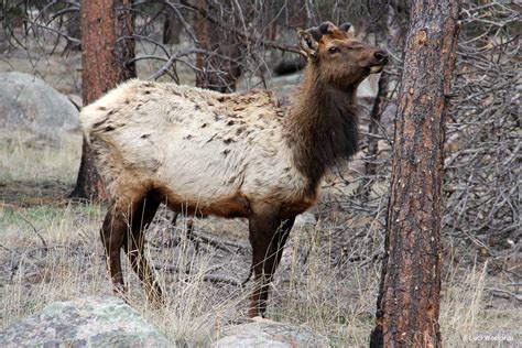 Photos of Colorado Wildlife - Luci Westphal