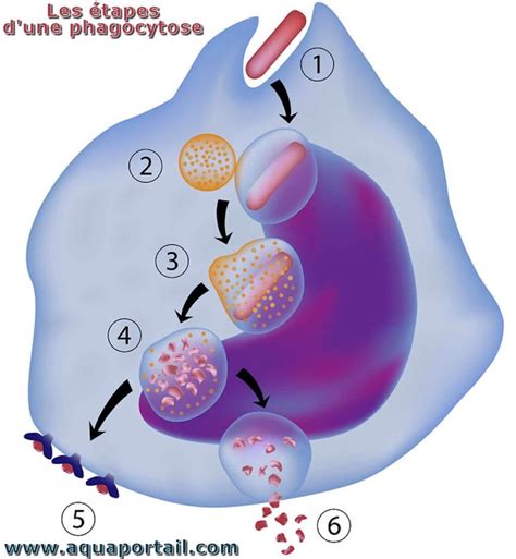 phagocytose etapes