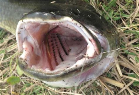 Freshwater Dogfish Teeth