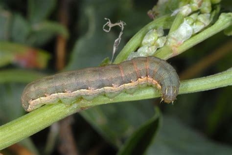 European Lepidoptera and their ecology: Spodoptera exigua