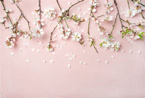 Spring almond blossom flowers and petals over light pink background ...