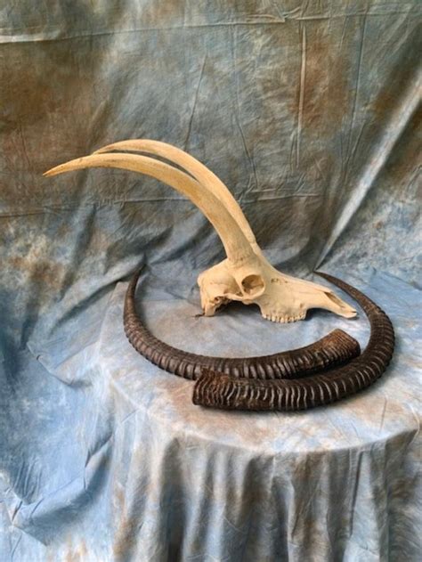 Large SABLE ANTELOPE HORNS with Full Skull African Hunting | Etsy