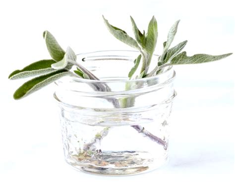 How to Grow Sage from Cuttings in Water (It Works!)