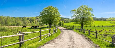 Countryside landscape, farm field and grass with grazing cows on ...