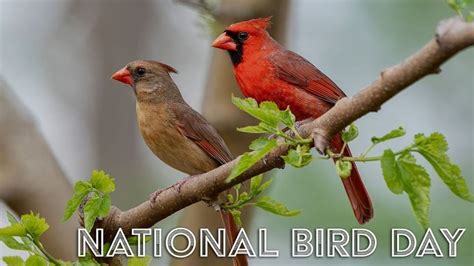 National Bird Day: Discover Local Birds!, Mt. Pleasant Discovery Museum ...