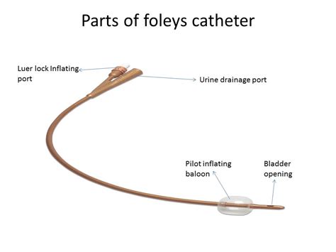 Male Catheter Diagram