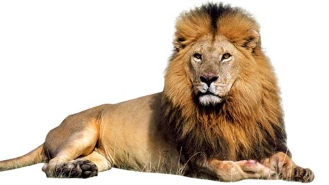 types of lions | 10 Different Types Of Lions with Fact and Pictures ...