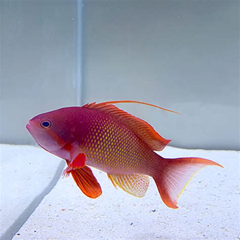 Pseudanthias squamipinnis(m) - Sub Tropical Exotic Paragon