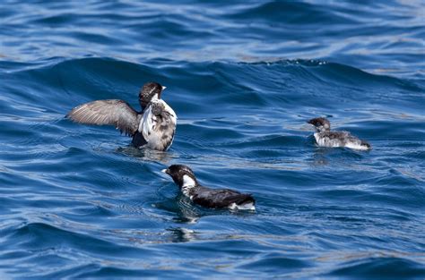 Rare Sighting of an Ancient Murrelet Chick - Point Blue