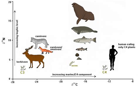 Fig. 2. Examples of various human diets (after Schoeninger et al. 1983 ...