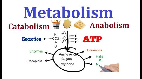 Concept of Metabolism (Catabolism and anabolism) - YouTube