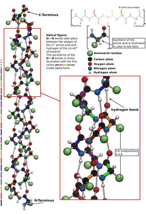 secondary structure alpha helix parallel antiparallel beta sheet .pdf ...