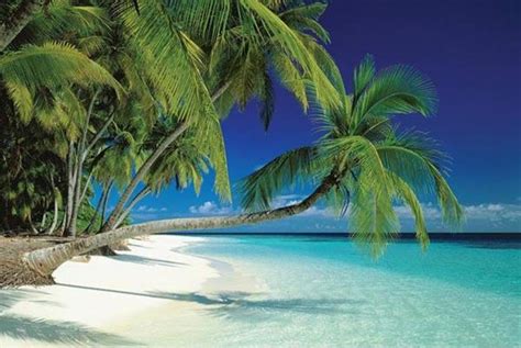 Maldives Beach Palm Trees Ocean Island Tropical Paradise Photo Poster ...