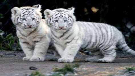 TIGER WALLPAPERS: White Tiger Cub Wallpapers