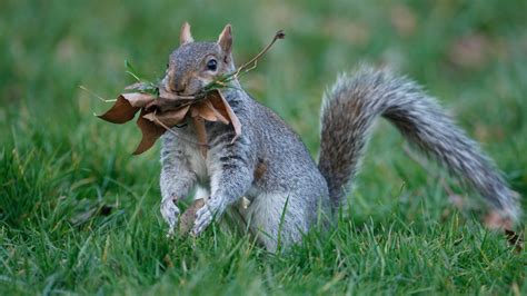 Do Squirrels Eat Dog Food