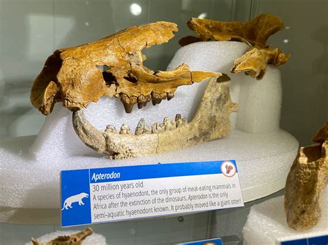 Fossils at Lemur Center Museum Tell an Old Story | Duke Today