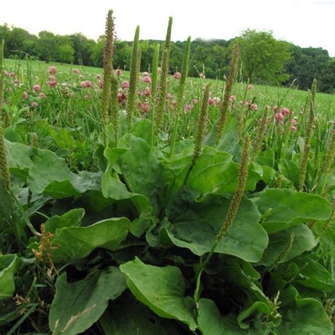 Broadleaf Plantain Heirloom Seeds NON GMO for Planting | Etsy