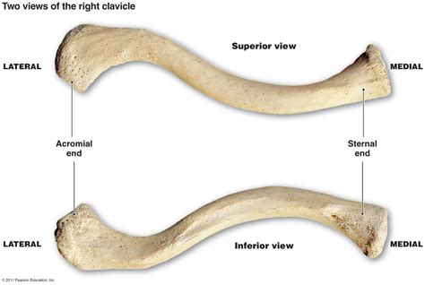 Real Clavicle Bone