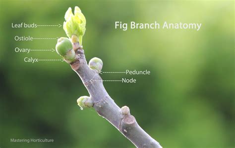 Mastering Horticulture: Have You Really Seen a Fig Flower?