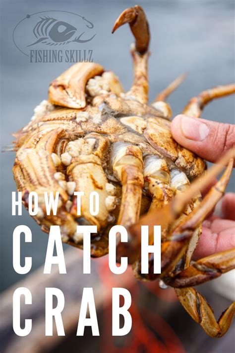 The Ultimate Guide To Learning How To Catch Crab - Fishing Skillz ...