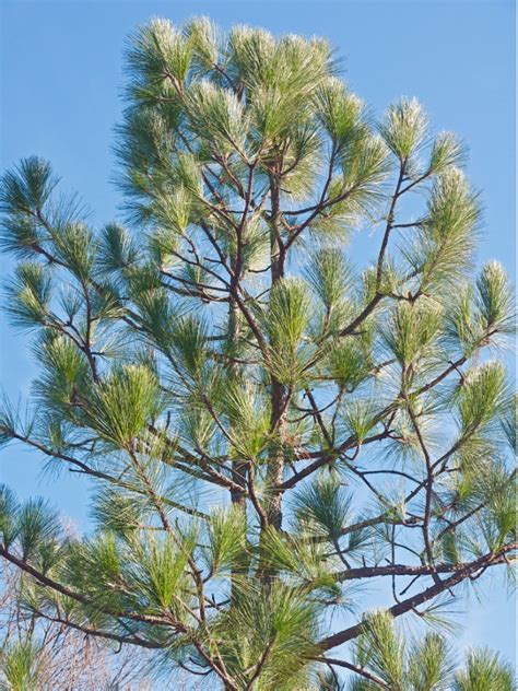 Longleaf Pine Facts: What Does A Longleaf Pine Look Like