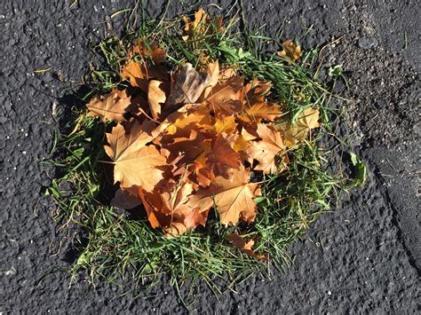 Andy Goldsworthy Fall Leaves