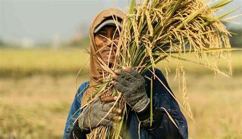 Panen Padi Tiba, Petani Keluhkan Harga - halopacitan.com