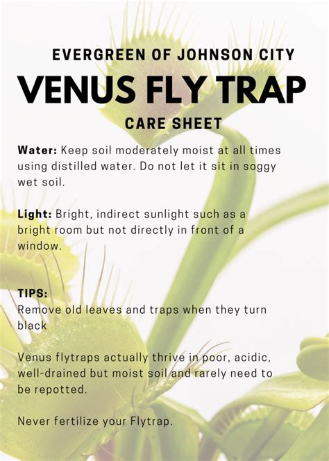 Venus Fly Trap Care Sheet - Evergreen of Johnson City, TN