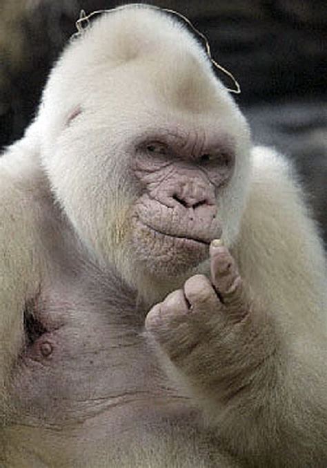 25 Unbelievable Albino Animals | Rare albino animals, Albino animals ...