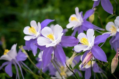 Growing Columbine Flower - How To Care For Columbine