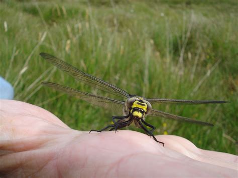 Islay Natural History Trust: Golden-ringed Dragonfly and a 'real' fence ...