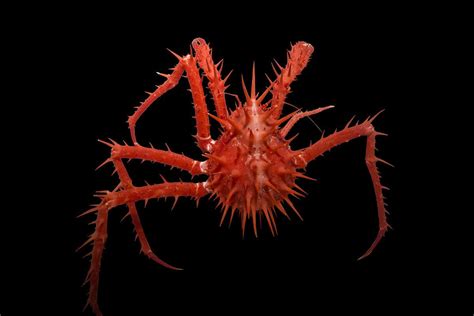 Bizarre new deep-sea creatures discovered off Australian coast | New ...