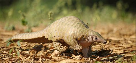 Extinct Animals With Names And Information