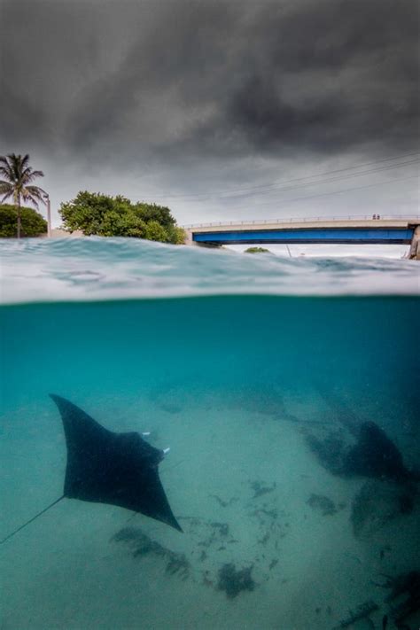 Manta ray nursery discovered along southeast Florida coast