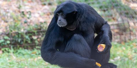 Siamang Profile | Frontier Forums